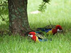 Platycercus eximius eximius