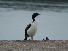 Leucocarbo chalconotus