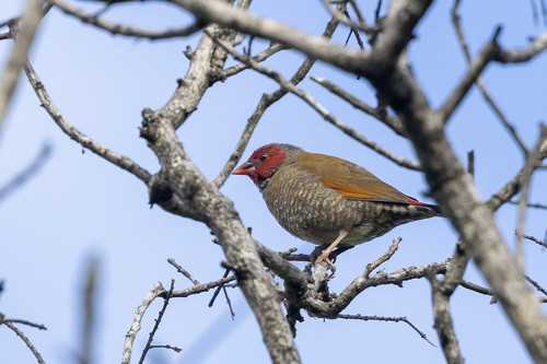iNaturalist image