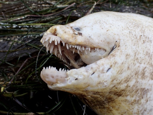 California moray (Gymnothorax mordax) — Muraenidae — 3