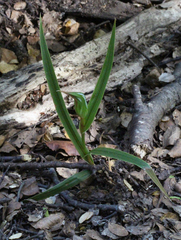 Pterostylis cardiostigma