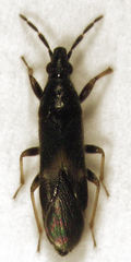 Maoricoris benefactor