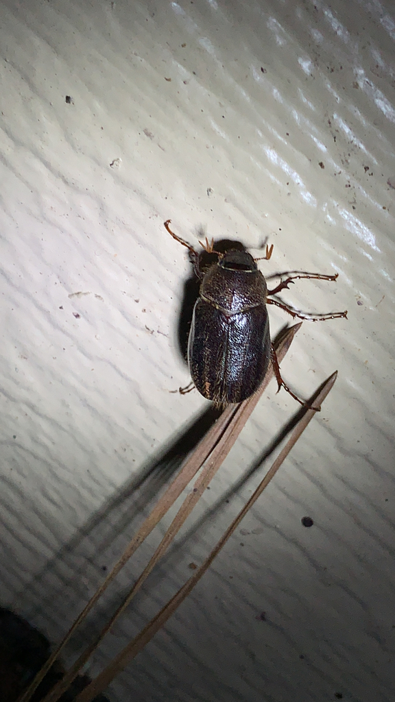 Phyllophaga hirticula