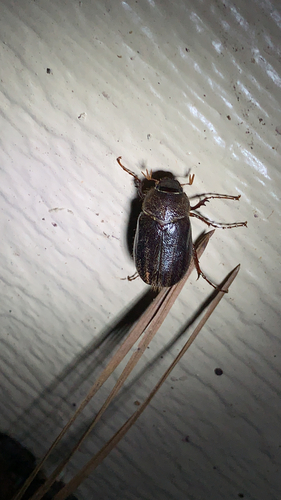 Phyllophaga hirticula