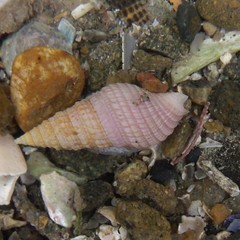 Phenatoma roseum
