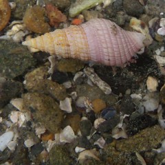 Phenatoma roseum