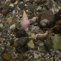 Phenatoma roseum