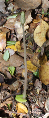 Corybas cheesemanii