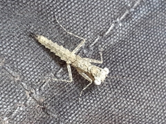 Amorphoscelis annulicornis