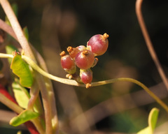 Cuscuta monogyna