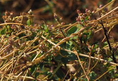 Cuscuta monogyna