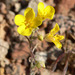 Bladderpod - Photo (c) Stan Shebs, some rights reserved (CC BY-SA)