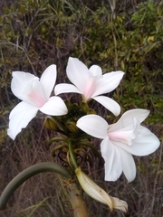 Vanilla madagascariensis