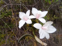 Vanilla madagascariensis