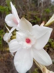 Vanilla madagascariensis