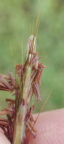Image of Polytrias indica by no rights reserved