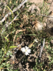 Silene drummondii striata