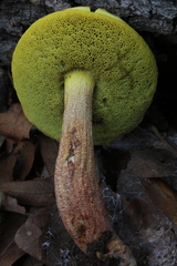 Boletus brunneotomentosus