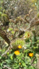 Phacelia malvifolia