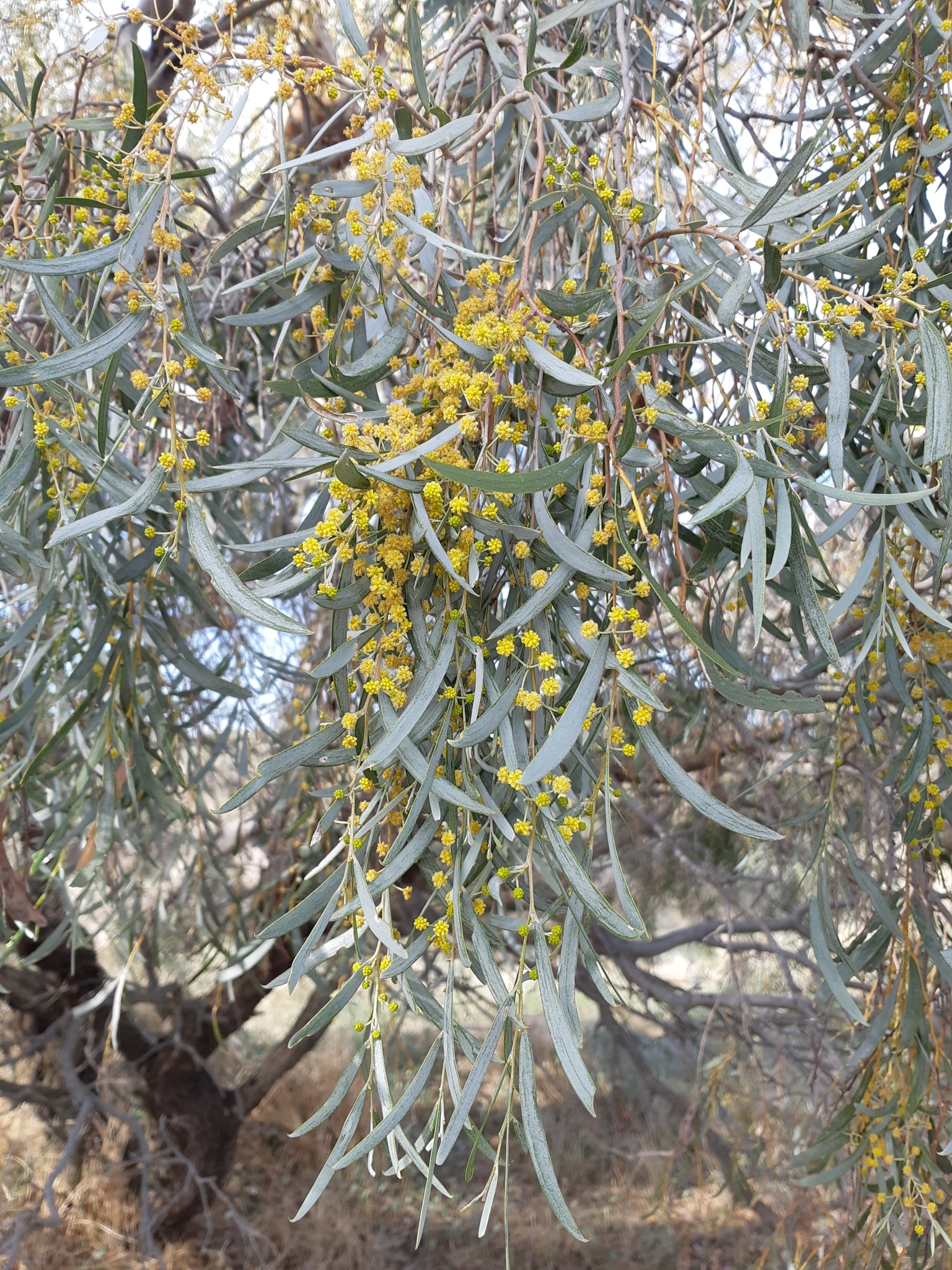Acacia pendula