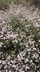 Eriogonum parvifolium