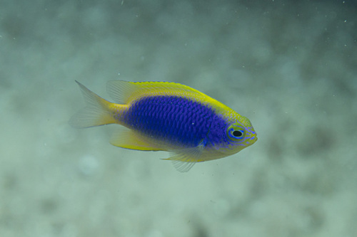 Yellowfin damsel (Chrysiptera flavipinnis) — Pomacentridae — 4