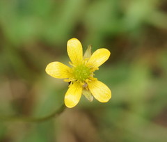 Ranunculus plebeius