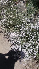 Eriogonum parvifolium