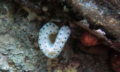 Sycozoa cerebriformis