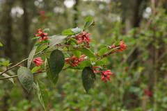 Cestrum elegans