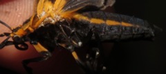 Phaegoptera depicta