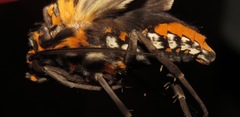 Phaegoptera histrionica