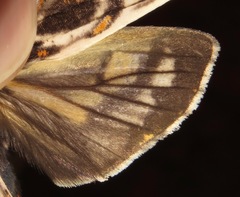 Phaegoptera histrionica