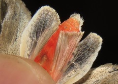 Bertholdia