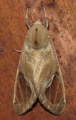 Bertholdia