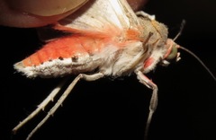 Bertholdia