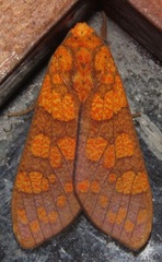 Elysius
