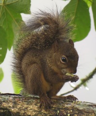 Sciurus aestuans ingrami
