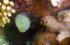 Hypsistozoa distomoides