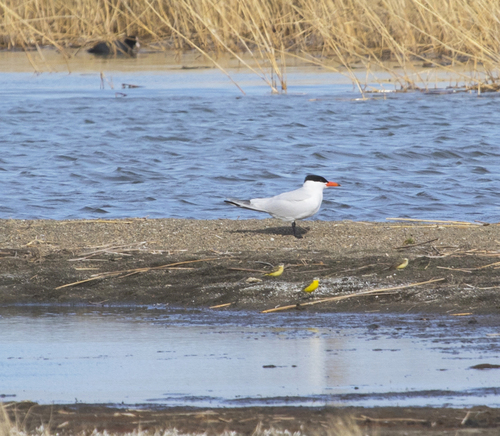Pagaza piquirroja (Hydroprogne caspia)