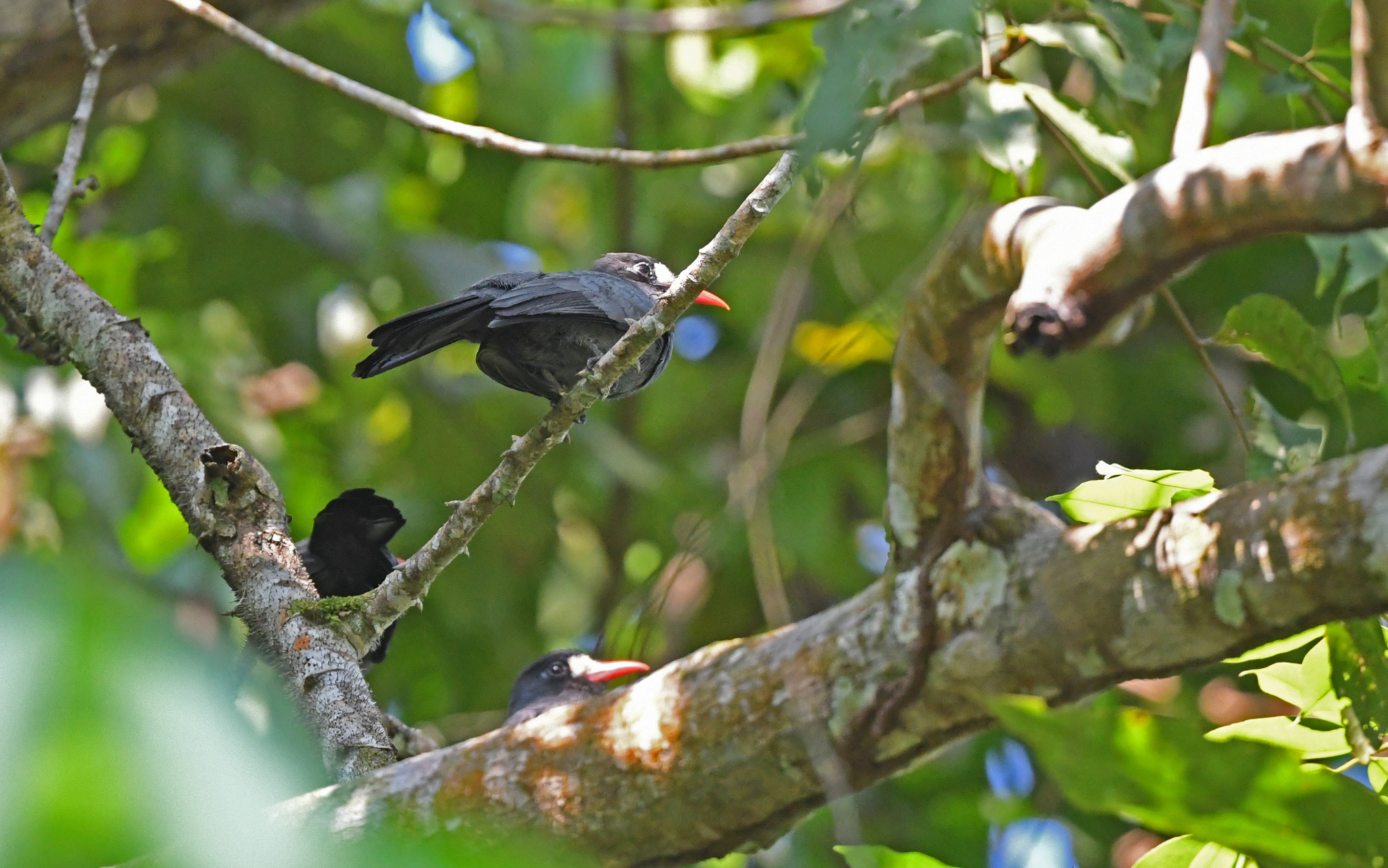 White-fronted Nunbird (Monasa morphoeus)