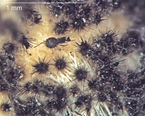 Chaetomium globosum observed 2016-11-15