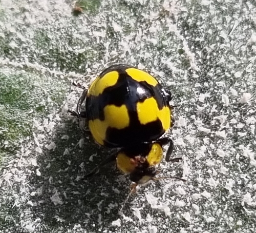 Fungus-eating ladybird photo 3