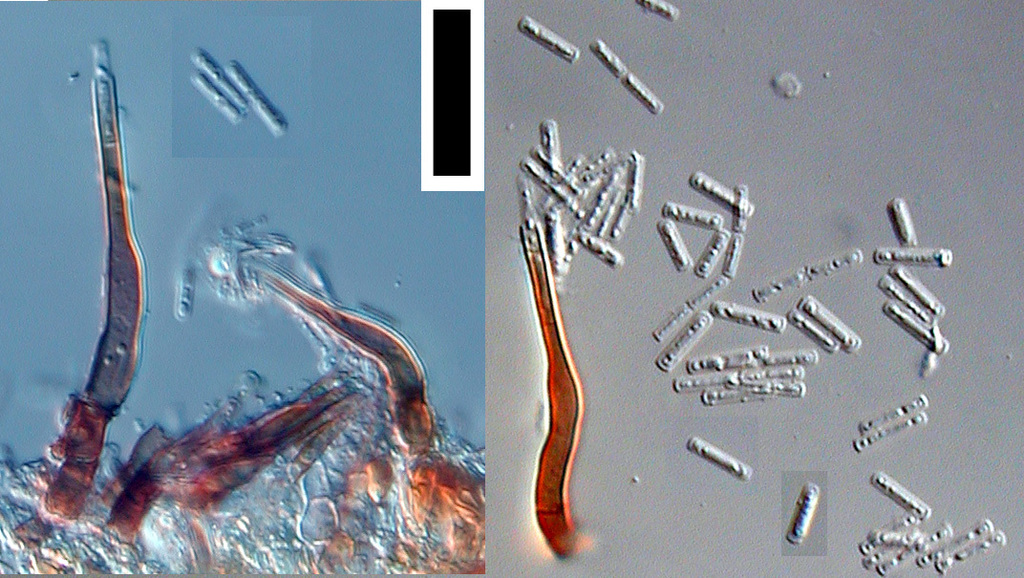 Calycina affinis