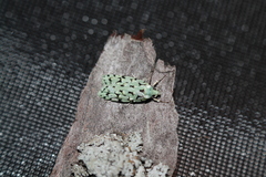 Izatha peroneanella