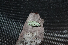 Izatha peroneanella