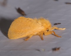 Megalopyge pyxidifera