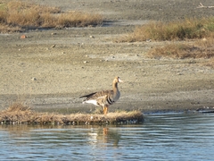 Anser albifrons albifrons