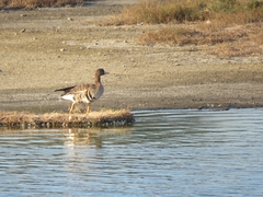 Anser albifrons albifrons