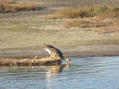 Anser albifrons albifrons